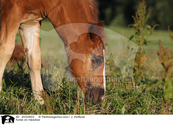 horse on meadow / JH-02822