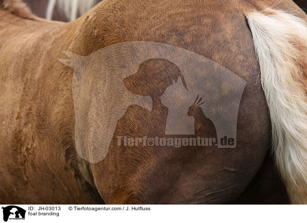 Fohlen brennen / foal branding / JH-03013