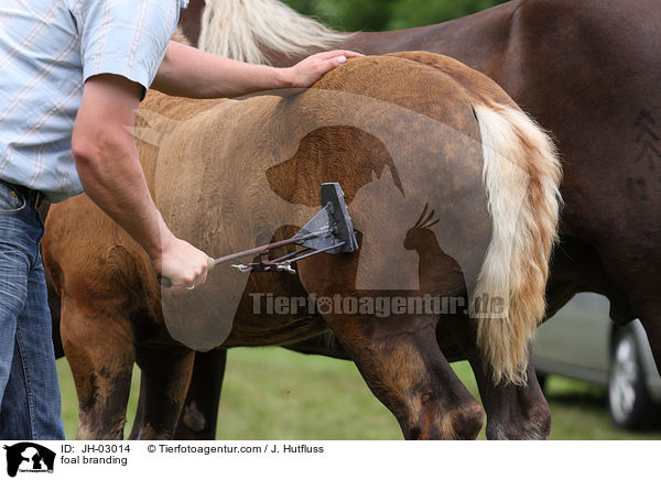 Fohlen brennen / foal branding / JH-03014