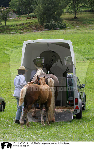 Pferde verladen / horse transport / JH-03019