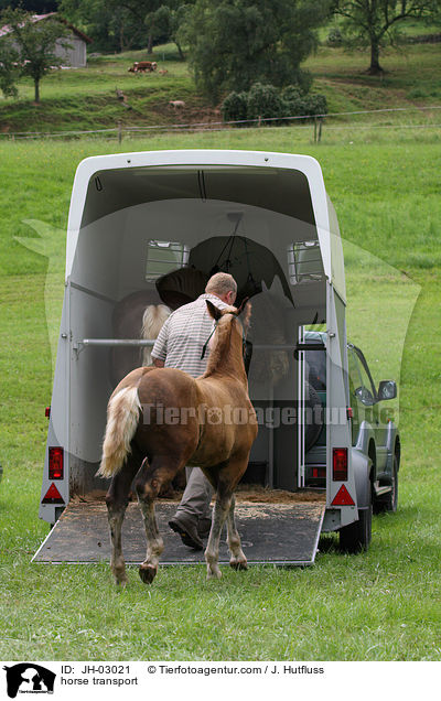 Pferde verladen / horse transport / JH-03021