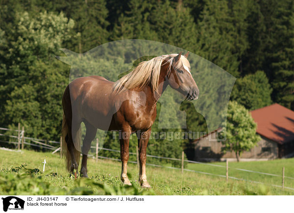 black forest horse / JH-03147