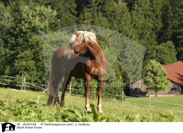 Schwarzwlder Fuchs / black forest horse / JH-03148