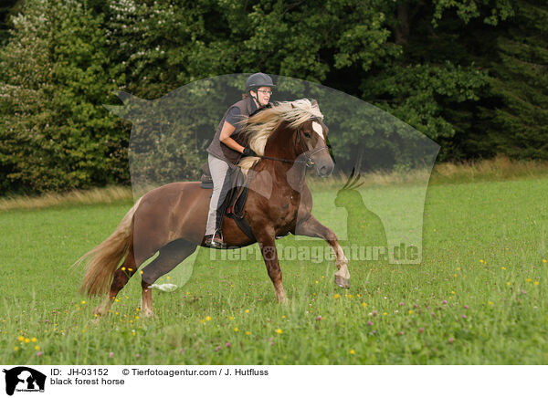 Schwarzwlder Fuchs / black forest horse / JH-03152