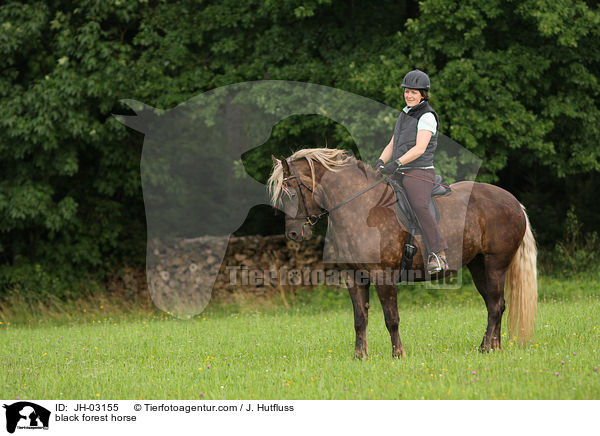 Schwarzwlder Fuchs / black forest horse / JH-03155