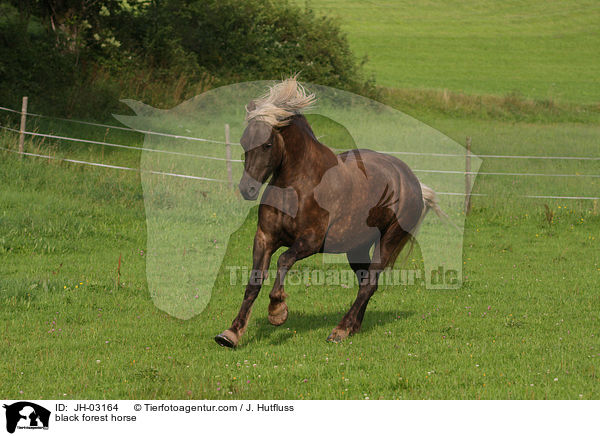 Schwarzwlder Fuchs / black forest horse / JH-03164