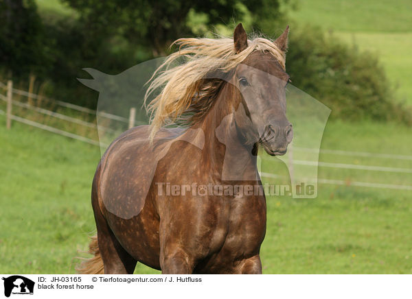 Schwarzwlder Fuchs / black forest horse / JH-03165
