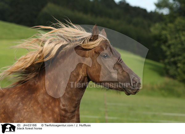 Schwarzwlder Fuchs / black forest horse / JH-03166