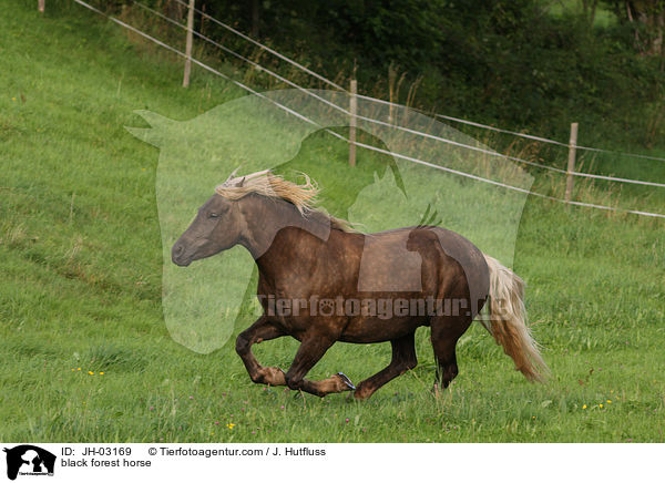 Schwarzwlder Fuchs / black forest horse / JH-03169