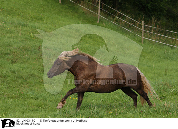 Schwarzwlder Fuchs / black forest horse / JH-03170