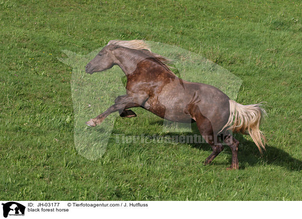 Schwarzwlder Fuchs / black forest horse / JH-03177
