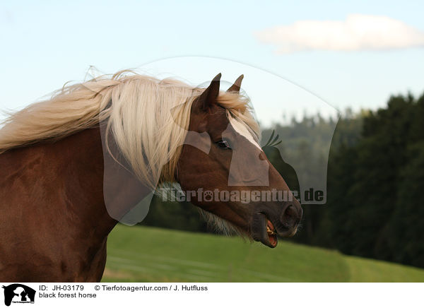 Schwarzwlder Fuchs / black forest horse / JH-03179