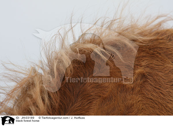 Schwarzw�lder Fuchs / black forest horse / JH-03189