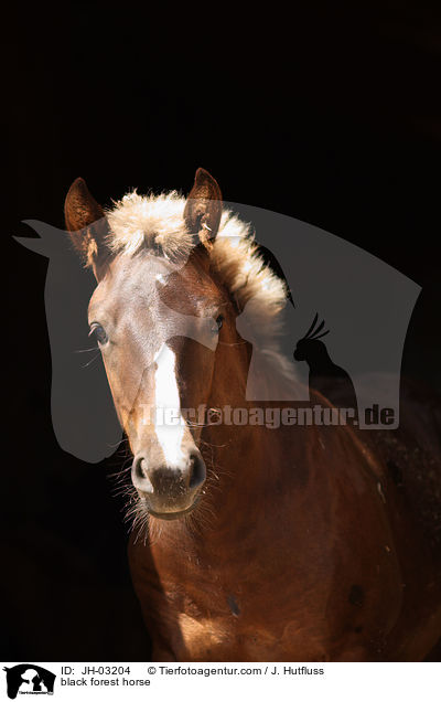 Schwarzwlder Fuchs / black forest horse / JH-03204