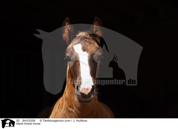 Schwarzwlder Fuchs / black forest horse / JH-03208