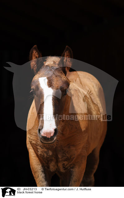 black forest horse / JH-03213