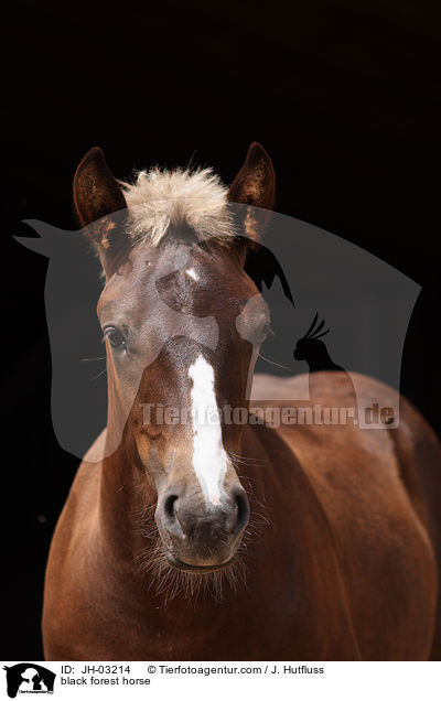 Schwarzwlder Fuchs / black forest horse / JH-03214