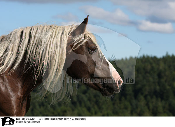 Schwarzwlder Fuchs / black forest horse / JH-03229