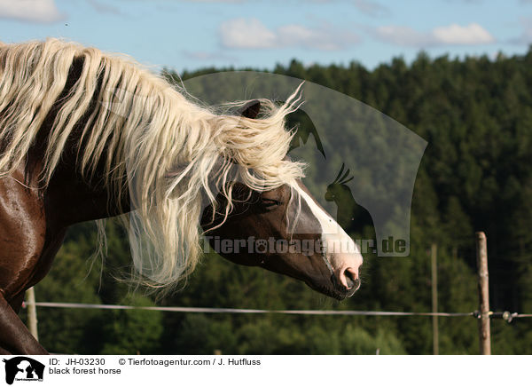 Schwarzwlder Fuchs / black forest horse / JH-03230