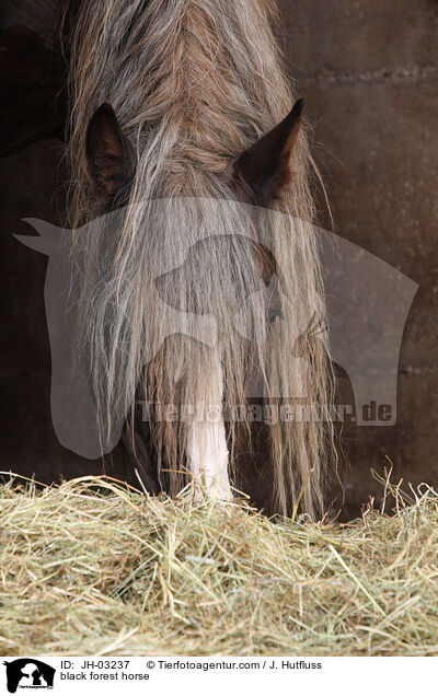 black forest horse / JH-03237