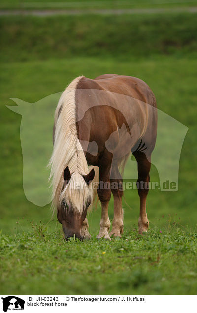 black forest horse / JH-03243