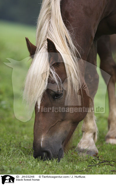black forest horse / JH-03246