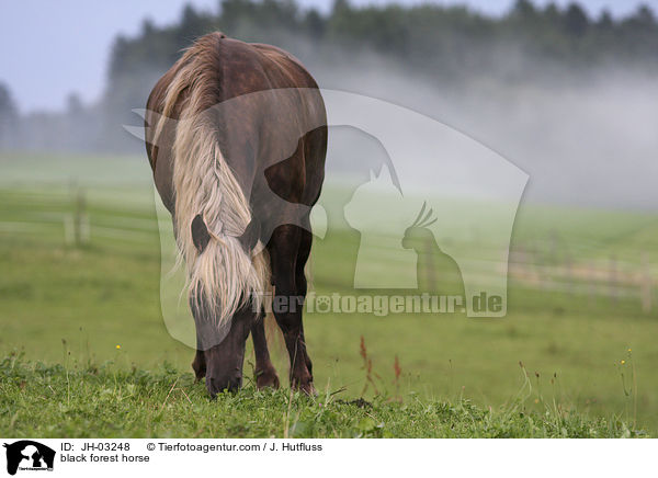 black forest horse / JH-03248