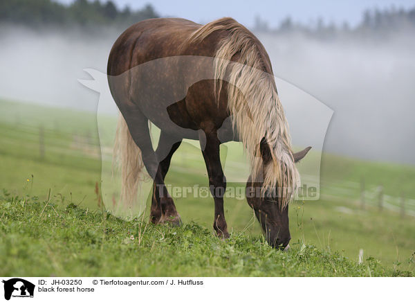 Schwarzwlder Fuchs / black forest horse / JH-03250