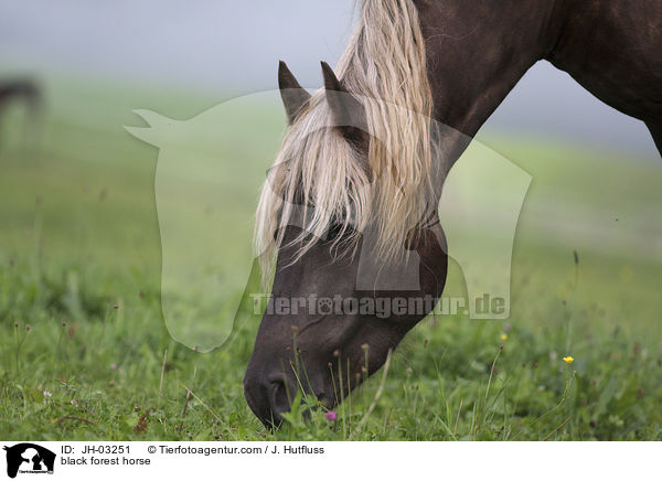 Schwarzwlder Fuchs / black forest horse / JH-03251