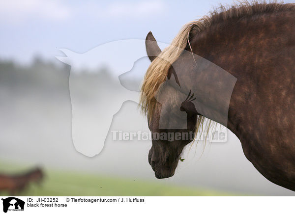 Schwarzwlder Fuchs / black forest horse / JH-03252