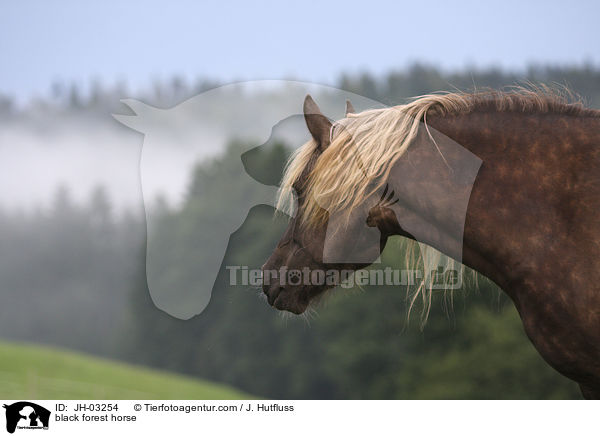 Schwarzwlder Fuchs / black forest horse / JH-03254