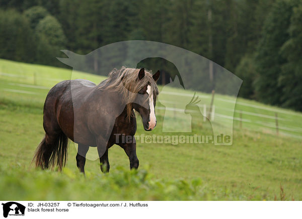 black forest horse / JH-03257
