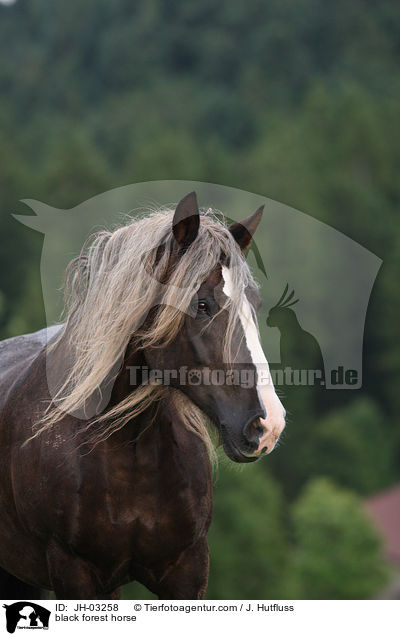Schwarzwlder Fuchs / black forest horse / JH-03258
