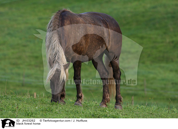 black forest horse / JH-03262