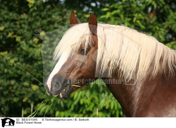 Black Forest Horse / BES-01095
