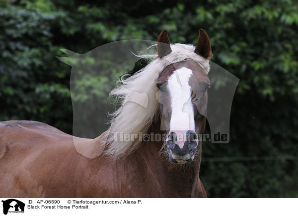Black Forest Horse Portrait / AP-06590