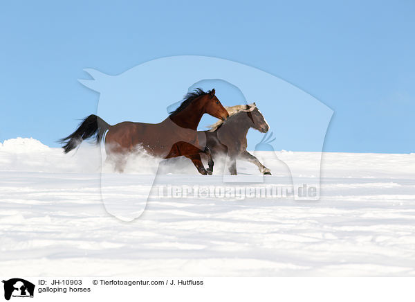 galoppierende Pferde / galloping horses / JH-10903