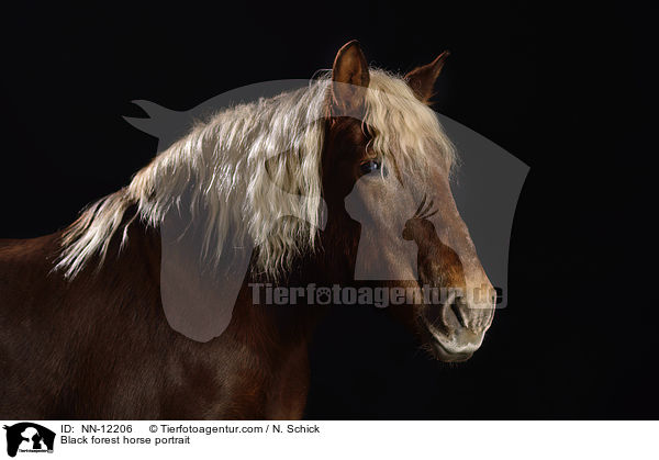 Black forest horse portrait / NN-12206