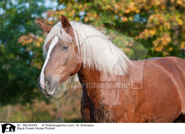 Black Forest Horse Portrait / NS-04245