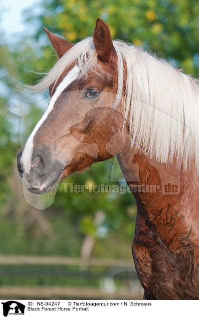 Black Forest Horse Portrait / NS-04247