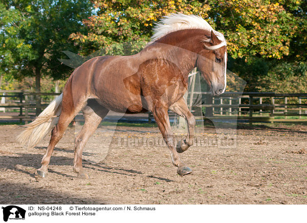 galloping Black Forest Horse / NS-04248