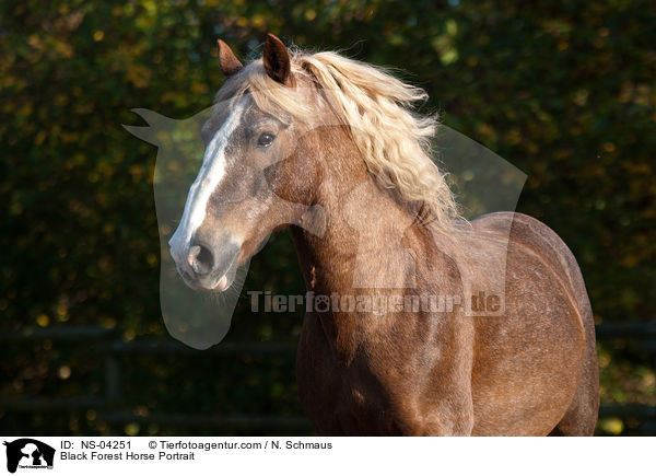 Schwarzwlder Fuchs Portrait / Black Forest Horse Portrait / NS-04251
