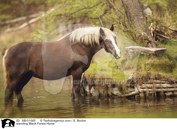 stehendes Schwarzwlder Fuchs / standing Black Forest Horse / SB-01065