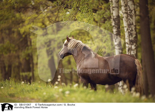 stehendes Schwarzwlder Fuchs / standing Black Forest Horse / SB-01067