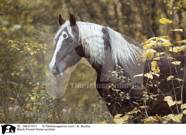 Schwarzwlder Fuchs Portrait / Black Forest Horse portrait / SB-01071