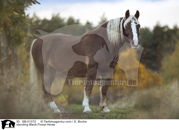 stehendes Schwarzwlder Fuchs / standing Black Forest Horse / SB-01072