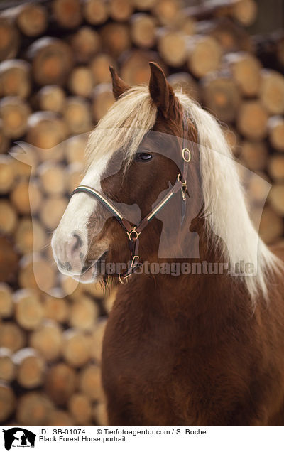 Schwarzwlder Fuchs Portrait / Black Forest Horse portrait / SB-01074