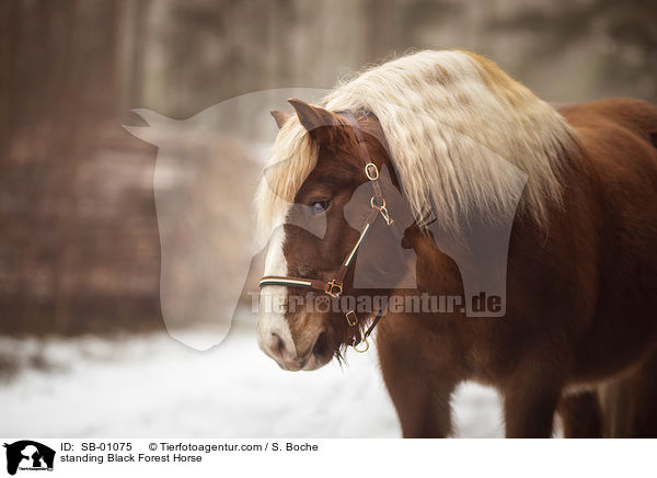 stehendes Schwarzwlder Fuchs / standing Black Forest Horse / SB-01075