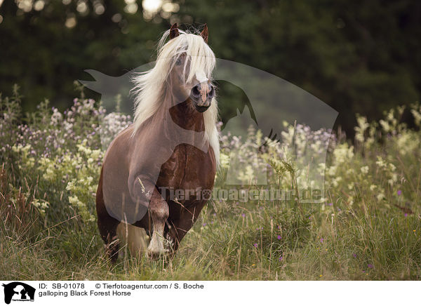 galoppierendes Schwarzwlder Fuchs / galloping Black Forest Horse / SB-01078