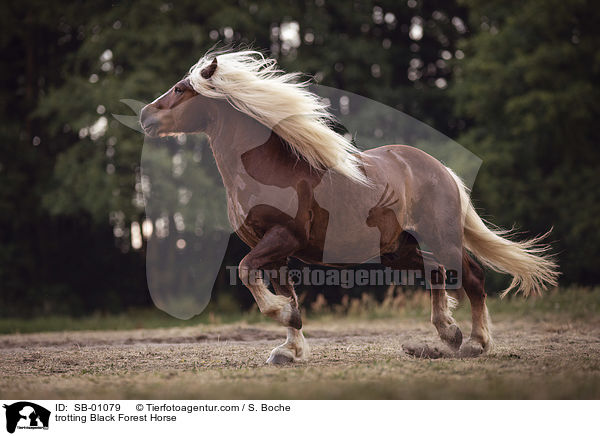 trabendes Schwarzwlder Fuchs / trotting Black Forest Horse / SB-01079